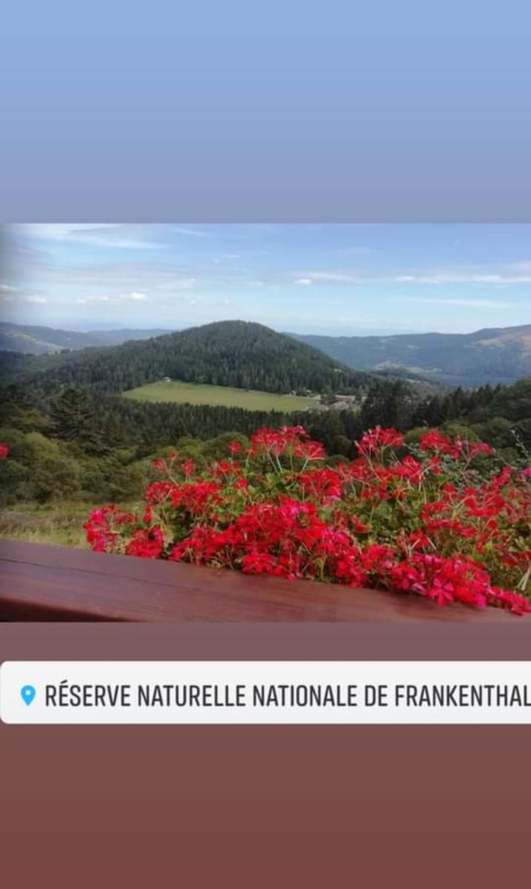 Les Studios Du Frankenthal Stosswihr Dış mekan fotoğraf